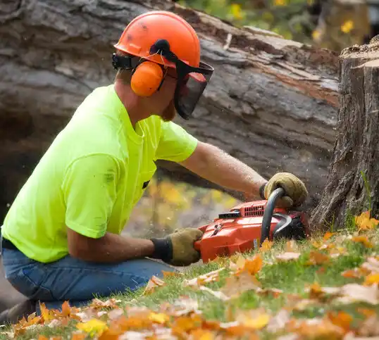 tree services Lake Mohegan